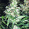 Семена сорта NYC Diesel Auto fem (Barney's Farm)