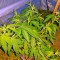 Семена сорта Papaya fem