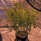 Семена сорта Big Bud (Snow White) reg (Nirvana Seeds)