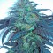 Семена сорта Sour Blueberry fem (Humboldt Seeds)