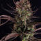 Семена сорта Strawberry Gorilla Auto RF3 fem (FastBuds)