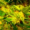 Семена сорта White Berry fem (VIP Seeds)