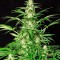 Семена сорта White Russian fem (Serious Seeds)
