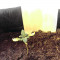 Семена сорта Aurora Green Auto fem (Sumo Seeds)