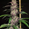 Семена сорта Auto Blackberry Kush fem (Dutch Passion)
