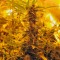 Семена сорта Auto Super Hash fem (Pyramid Seeds)