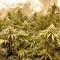 Семена сорта Blue Kripple fem (Dr. Krippling Seeds)