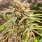 Семена сорта Brain Stroke Auto fem (High Speed ​​Buds)