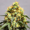 Семена сорта Bruce Lemon Diesel fem (Dutch Passion)