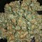 Семена сорта Chocolate Mint OG fem