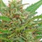 Семена сорта La Reina de Africa (Kaboom) fem