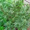 Семена сорта Mikromachine Auto fem