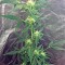 Семена сорта Moby Dick Autoflowering fem (Dinafem Seeds)