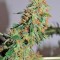 Семена сорта Orange Bud reg (Dutch Passion)