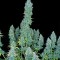 Семена сорта Serious Happiness fem (Serious Seeds)