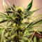 Семена сорта Super Glue #4 Auto fem (High Speed ​​Buds)