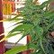Семена сорта White Domina fem (Kannabia Seed Company)