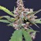 Семена сорта CBD Blue Shark fem