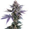 Семена сорта Zkittlez x Grapefruit (7CH Seeds & Cali Buds Seeds)