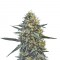 Семена сорта Critical Hog fem