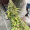 Семена сорта Auto Pineapple Glue fem (Advanced Seeds)