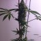 Семена сорта Bona Dea CBD+ fem (Vision Seeds)