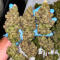 Семена сорта Bruce Banner × Pineapple (7CH Seeds & Cali Buds Seeds)