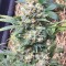 Семена сорта Bubble Gum fem (Serious Seeds)