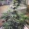 Семена сорта Cannatonic reg (Resin Seeds)