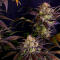 Семена сорта Frostbanger Auto F4 fem (FastBuds)