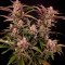 Семена сорта HighCloudZ Auto fem от Green House Seeds