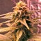 Семена сорта Original Amnesia fem (Dinafem Seeds)