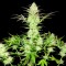 Семена сорта Ultimate AK fem (Sumo Seeds)