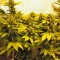Семена сорта NYC Diesel fem (Sweet Seeds)