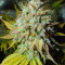 Семена сорта Red Diesel fem (Barney's Farm)