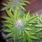 Семена сорта Sweet Cheese fem (Sweet Seeds)