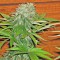 Семена сорта Sweet Cheese fem (Sweet Seeds)