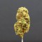 Семена сорта Amnesia Ganja Haze fem (Sumo Seeds)