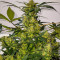 Семена сорта Auto Pineapple Glue fem (Advanced Seeds)