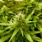 Семена сорта Auto Super Hash fem (Pyramid Seeds)
