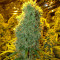 Семена сорта Big Bazooka fem (Anesia Seeds)
