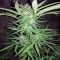 Семена сорта Critical Cheese fem (Dinafem Seeds)