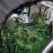 Семена сорта Moby Dick CBD fem