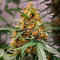 Семена сорта Mystical Autoflower fem (Easy Grow Seeds)