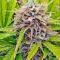 Семена сорта Mystical Autoflower fem (Easy Grow Seeds)
