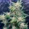 Семена сорта Voilà AUTO Rbx5 fem (Ethos Genetics)
