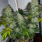 Семена сорта Zkittlez x Grapefruit (7CH Seeds & Cali Buds Seeds)