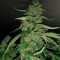 Семена сорта Torpedo fem (VIP seeds)