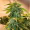 Семена сорта #9 Pound Hammer Auto fem (High Speed ​​Buds)