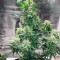 Семена сорта Auto Gelato #33 fem (Advanced Seeds)